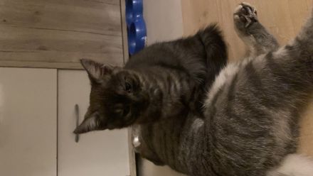 Mischlingskitten - EKH & BKH ❤️