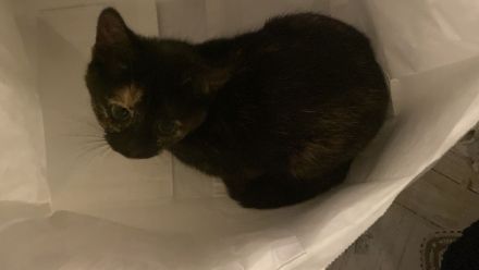 Mischlingskitten - EKH & BKH ❤️