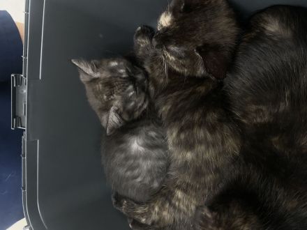 Mischlingskitten - EKH & BKH ❤️