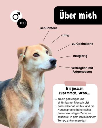SYDNEY sucht warmes Körbchen