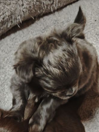 Chihuahua Welpen
