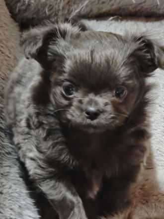 Chihuahua Welpen