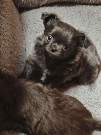 Chihuahua Welpen