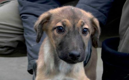 Happy End für Timba gesucht