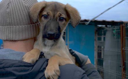 Happy End für Timba gesucht