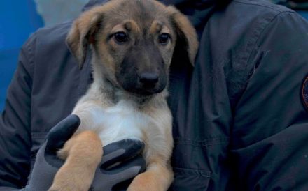 Happy End für Timba gesucht