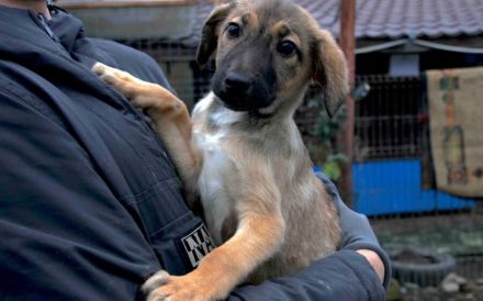 Happy End für Timba gesucht