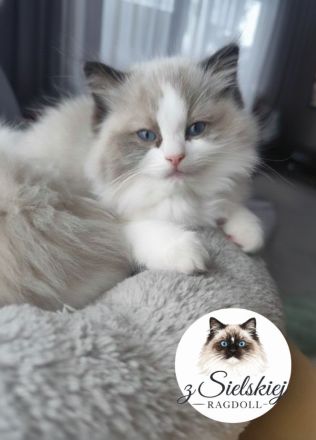 Wunderschöne Ragdoll-Kätzchen – Wurf in den Farben Blue Bicolour, Seal Bicolour und Seal Mitted