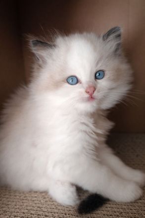 Wunderschöne Ragdoll-Kätzchen – Wurf in den Farben Blue Bicolour, Seal Bicolour und Seal Mitted