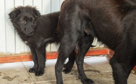 Elmas, der kleine Diamant