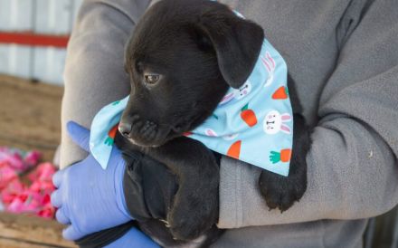 Einfach zum Anbeißen: Cupcake!