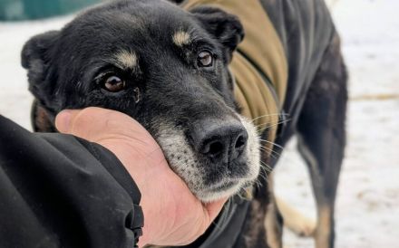 Möchtest du Kurti in deine Arme schließen?