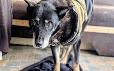 Möchtest du Kurti in deine Arme schließen?