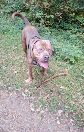 Rotweiler mix sucht zu Hause  3 Jahre