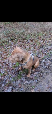 Rotweiler mix sucht zu Hause  3 Jahre