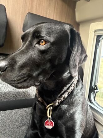 Labrador Deckrüde
