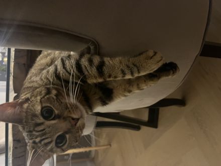 Bengal Mix Katze