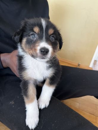 Australian Shepherd Welpen aus Therapiehündin