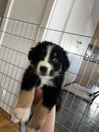 Australian Shepherd Welpen aus Therapiehündin