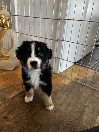 Australian Shepherd Welpen aus Therapiehündin