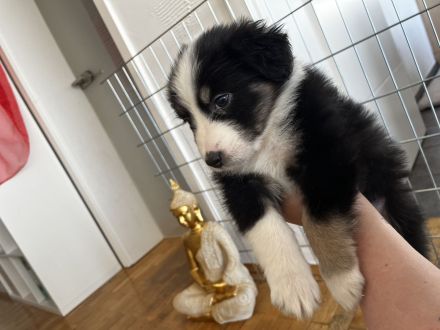 Australian Shepherd Welpen aus Therapiehündin