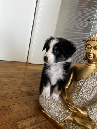 Australian Shepherd Welpen aus Therapiehündin