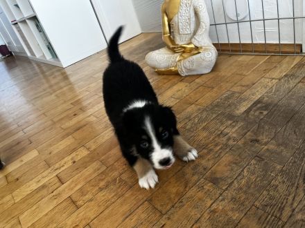 Australian Shepherd Welpen aus Therapiehündin