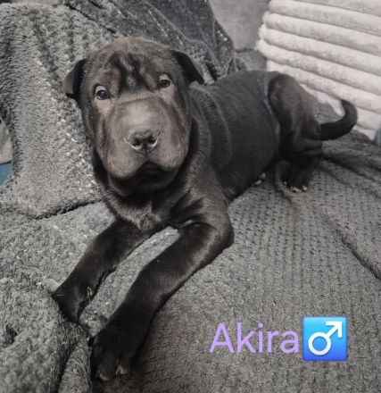 Sharpei Welpen