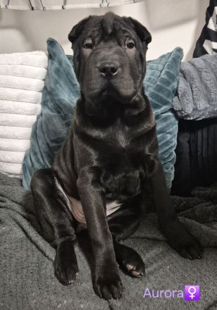 Sharpei Welpen