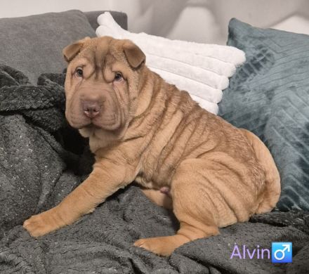 Sharpei Welpen