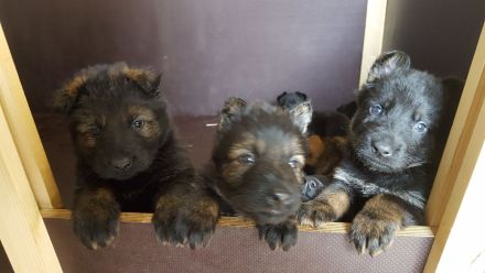 Schäferhund Welpen DDR-Linie