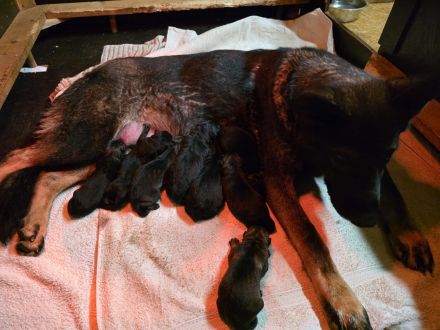 Schäferhund Welpen DDR-Linie