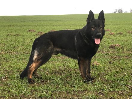 Schäferhund Welpen DDR-Linie
