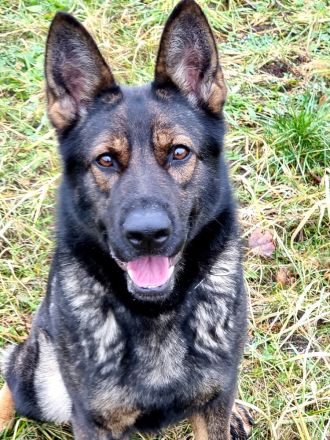 Schäferhund Welpen DDR-Linie