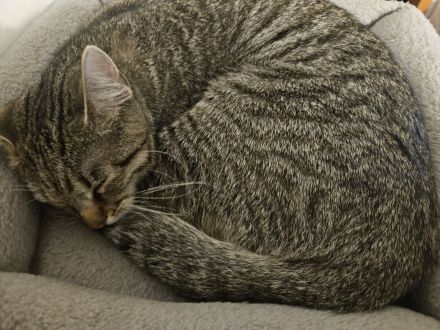 Herzenkatze nala sucht neues Zuhause