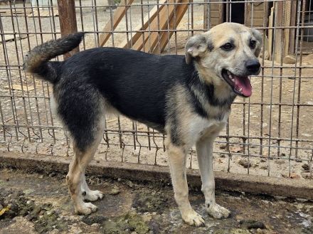 Roxana, 10 monate junge, liebe Hündin sucht liebevolles Zuhause, 45 cm