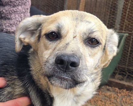 Roxana, 10 monate junge, liebe Hündin sucht liebevolles Zuhause, 45 cm