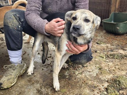 Roxana, 10 monate junge, liebe Hündin sucht liebevolles Zuhause, 45 cm