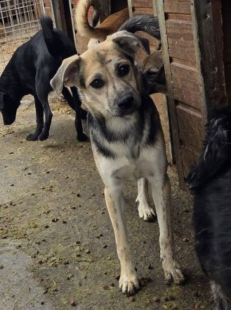 Roxana, 10 monate junge, liebe Hündin sucht liebevolles Zuhause, 45 cm