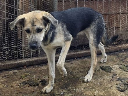 Roxana, 10 monate junge, liebe Hündin sucht liebevolles Zuhause, 45 cm