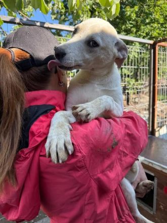 Lucy, menschenbezogener Wirbelwind sucht sportliche, lebenslustige Menschenfreunde, 1,5 J, 45 cm