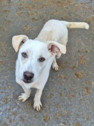 Lucy, menschenbezogener Wirbelwind sucht sportliche, lebenslustige Menschenfreunde, 1,5 J, 45 cm