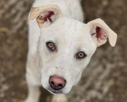 Lucy, menschenbezogener Wirbelwind sucht sportliche, lebenslustige Menschenfreunde, 1,5 J, 45 cm