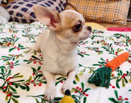 Chihuahua, mini male welpe baby zu verkaufen!