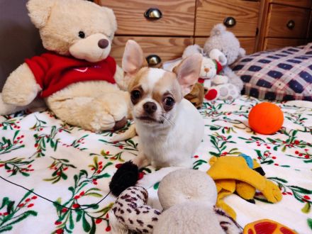 Chihuahua, mini male welpe baby zu verkaufen!