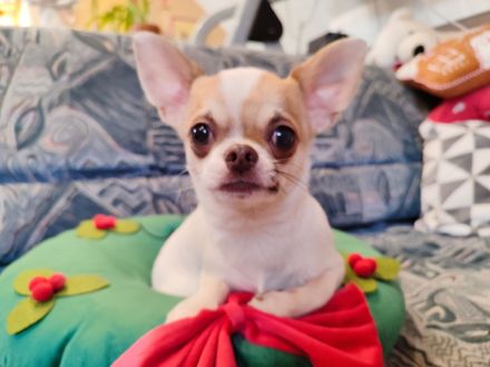 Chihuahua, mini male welpe baby zu verkaufen!