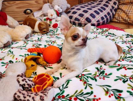 Chihuahua, mini male welpe baby zu verkaufen!