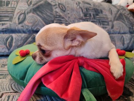 Chihuahua, mini male welpe baby zu verkaufen!