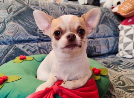 Chihuahua, mini male welpe baby zu verkaufen!