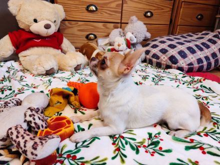 Chihuahua, mini male welpe baby zu verkaufen!